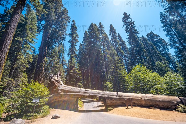 Sequoia National Park