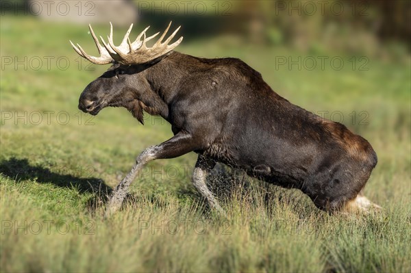 European elk