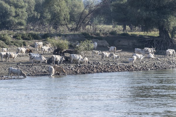 Hungarian steppe cattle