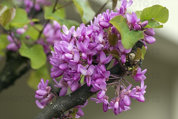 Flowers of the common Judas tree