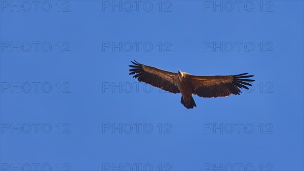 Griffon vulture in flight