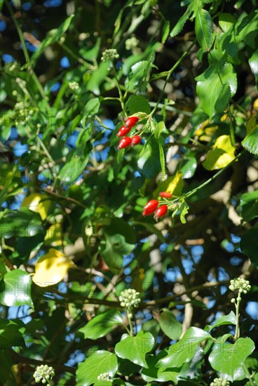 Dog rose bush