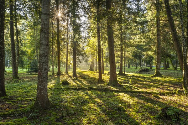 Park landscape or forest landscape in autumn in the morning sun. The sun can be seen as a sun star and shines through between the trees. Backlight. Isny im Allgaeu