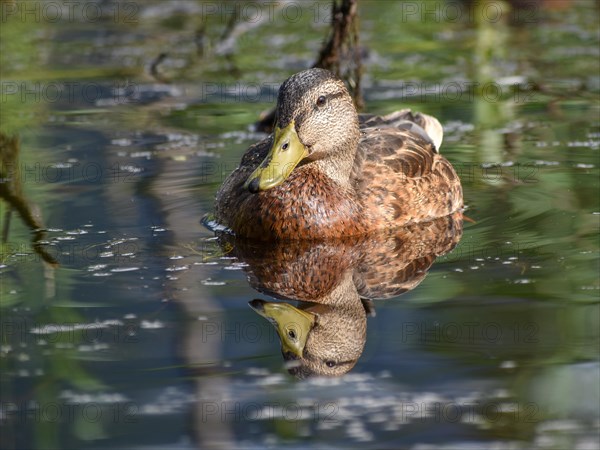 A female mallard with reflection