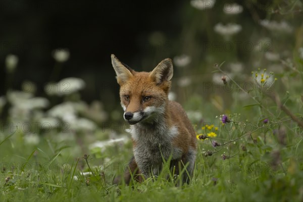 Red fox