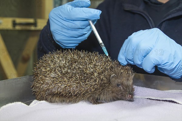 European hedgehog