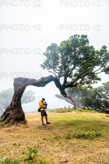 Fanal forest with fog in Madeira