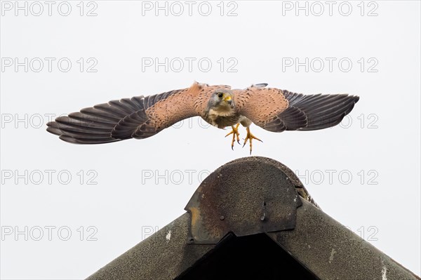 Common kestrel