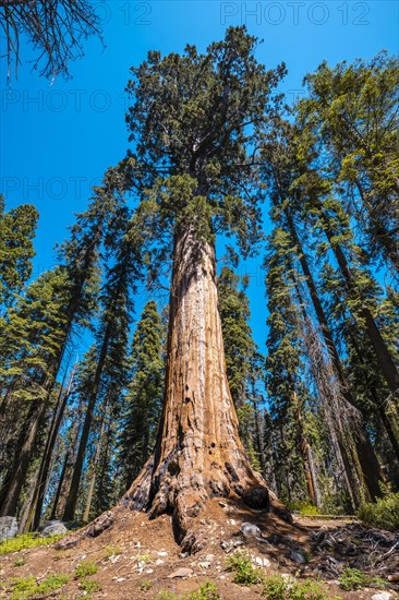 Sequoia National Park