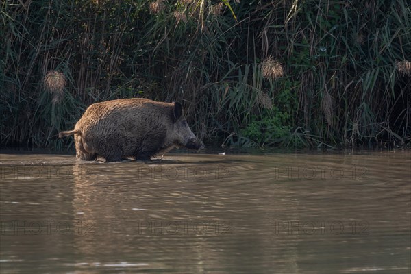 Male European wild boar