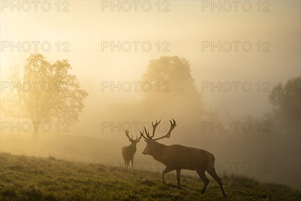 Two red deer in autumn in fog. The stags have large antlers and are standing in a meadow with trees. The morning sun shines through the fog. Allgaeu