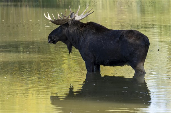 European elk