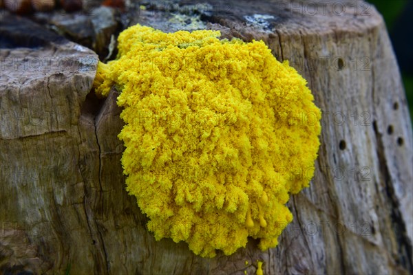 Yellow tan flower