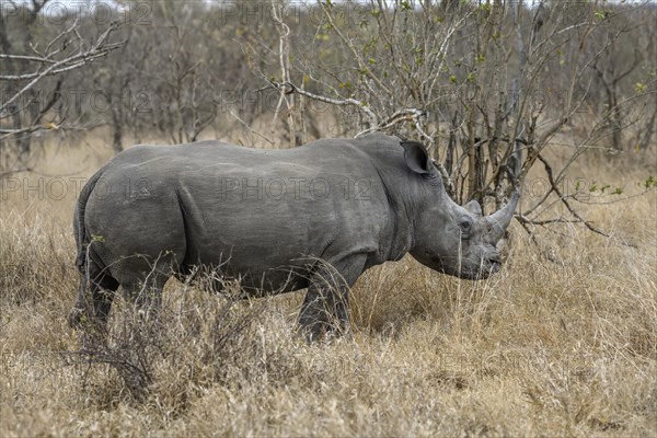 White rhinoceros