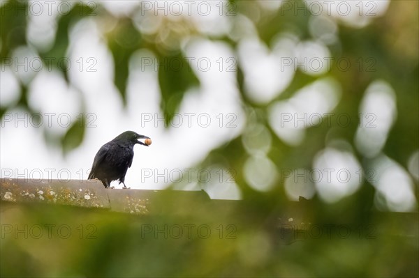 Carrion crow