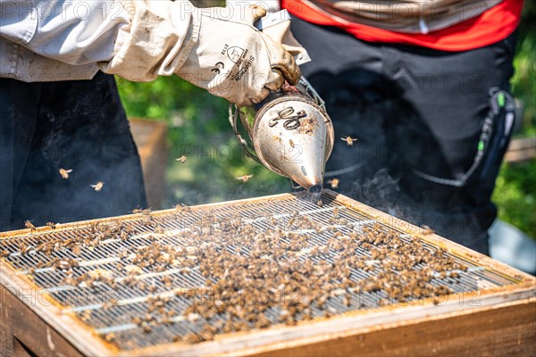 Bee boxes at the beekeeper