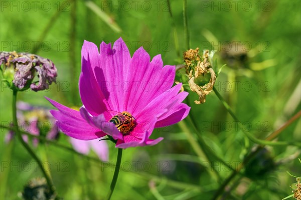 Mexican aster