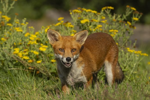 Red fox