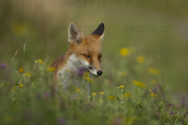 Red fox