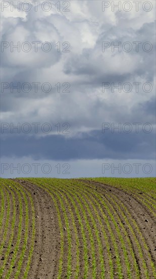 Field and sky near the village of Goerke