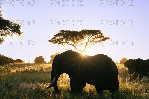 African elephants