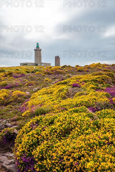 Yellow and pink flowers in summer in Phare Du Cap Frehel is a maritime lighthouse in Cotes-dÂ´Armor France . At the tip of Cap Frehel