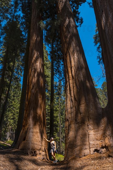 A woman in Giant trees in a meadow of Sequoia National Park