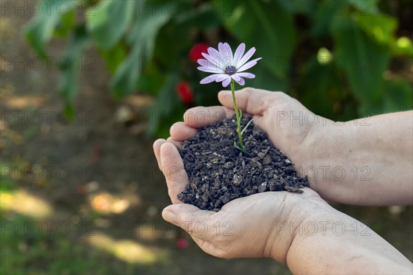 A woman with soil in her hands on which grows a