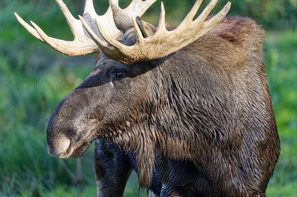 European elk