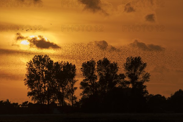 Common starling