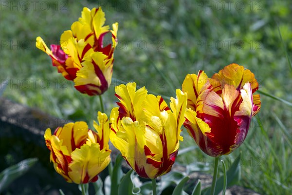 Parrot tulips