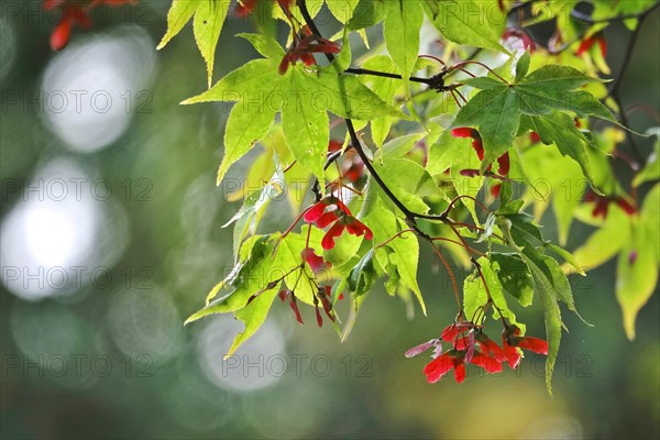 Fan maple in autumn