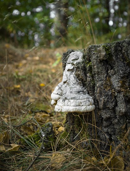 Tree stump with tinder fungus