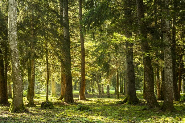 Park landscape or forest landscape in autumn in the morning sun. The sun shines through the trees. Light backlight. Isny im Allgaeu