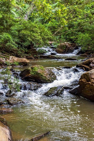 Stream of calm waters between rocks and surrounded by rainforest vegetation