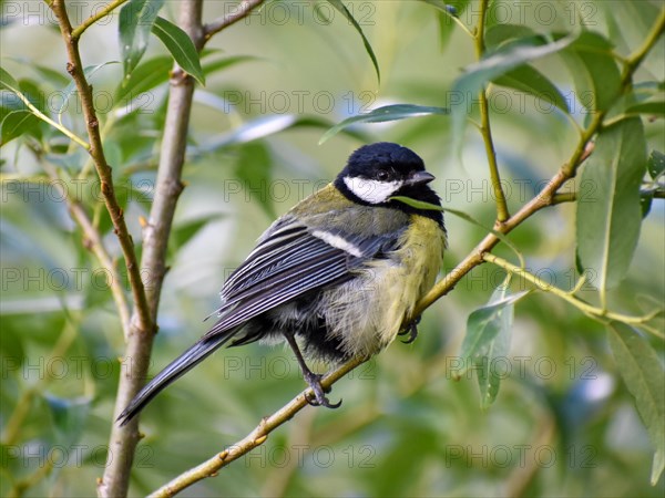 Close-up of a great tit