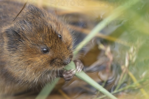 Water vole