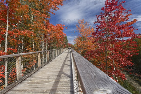 Tree top pad in autumn