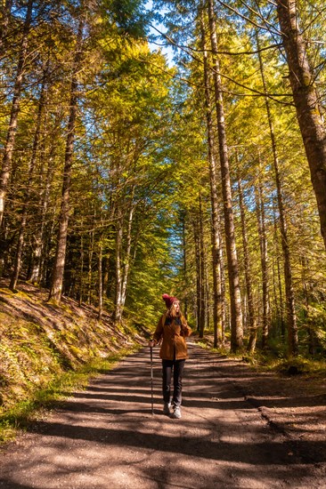 Irati forest or jungle in autumn