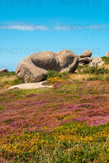 Pink and yellow flowers along Lighthouse Mean Ruz