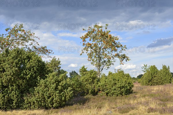 Heath landscape