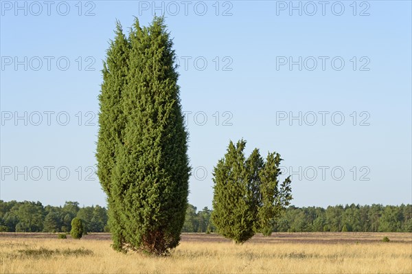 Heathland landscape