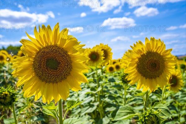Two beautiful sunflowers in a field of Castilla y Leon