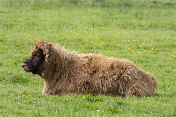 Young Scottish Highland Cattle