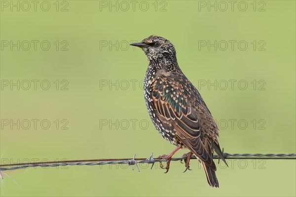 Starling