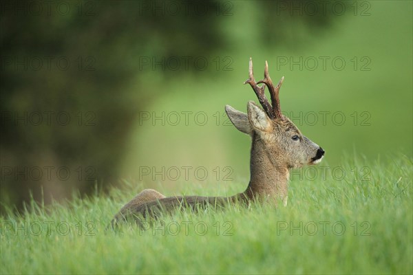 Roe deer