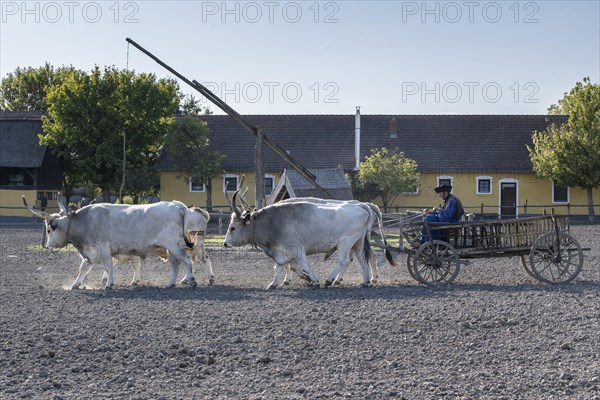 Hungarian steppe cattle