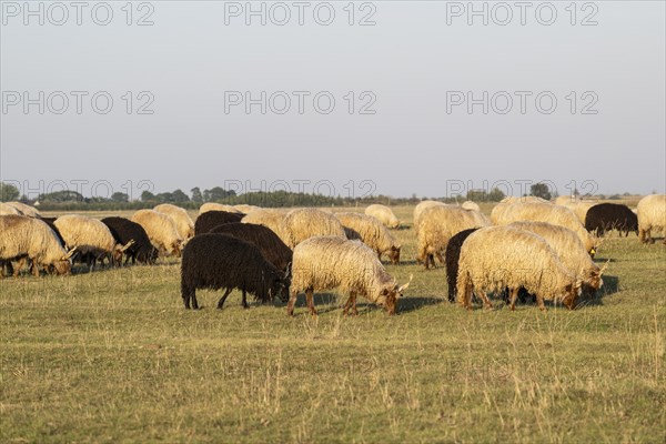 Zackel domestic sheep