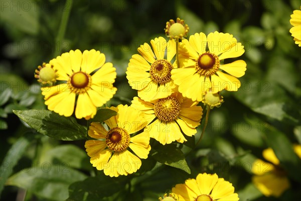 Flowering yellow coneflower