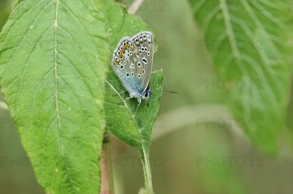 Common blue butterfly